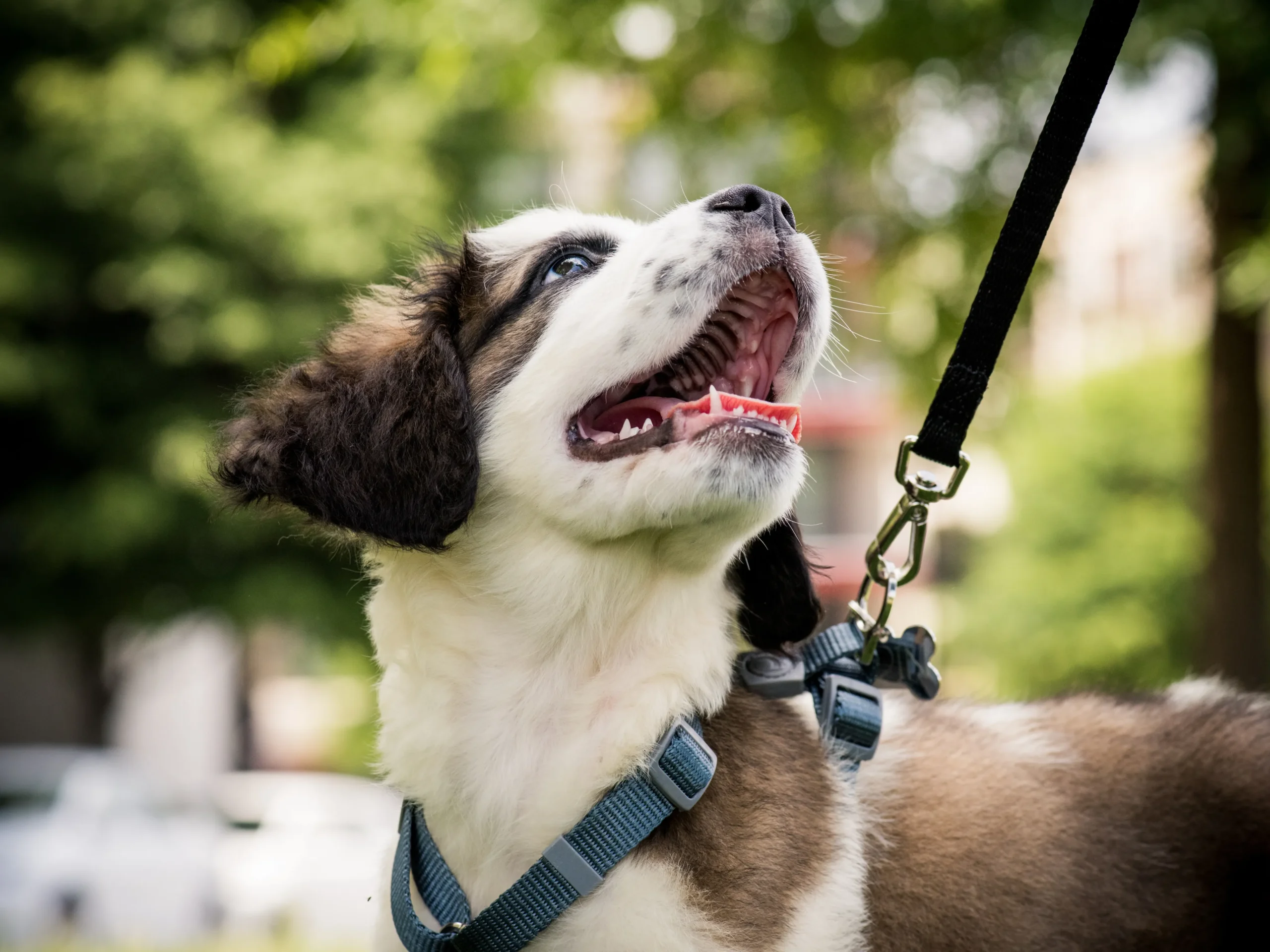 dog on leash smiling up to its owner